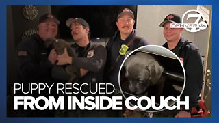 Puppy rescued from inside a couch