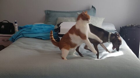 Cat vs. Greyhound vs. Orange Tabby