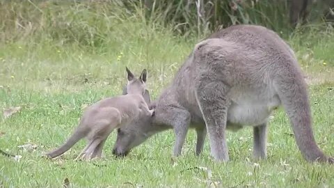 🦘 Playful Kangaroos - Bouncing into Fun! 🌞🌿