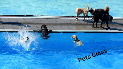 Dogs take turns jumping into a pool 🐕-Pets Class Part 80