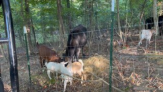 Spreading Hay In The Woods, Makes Grass Grow #ChamberlinFamilyFarms #hay #cows #goats