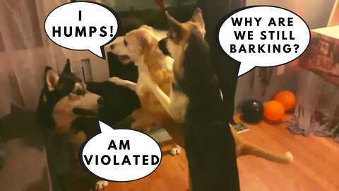 Dog Humps Dog | Argument Ensues + Stealing Snacks