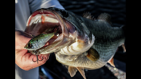 45 Pound Limit of Largemouth Bass on SECRET LAKE! (Must Watch)
