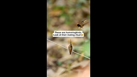 Humming Bird Dance