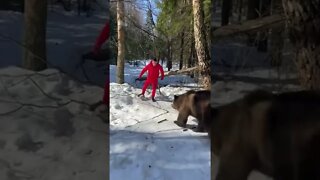 jogando futebol com urso