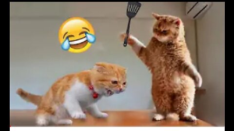 Funny Animal Videos 😂Funniest 2023 Cats and Dogs videos