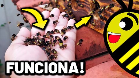 Como fazer alimentação coletiva para abelhas sem ferrão