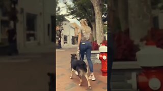 Dog Training Down Town