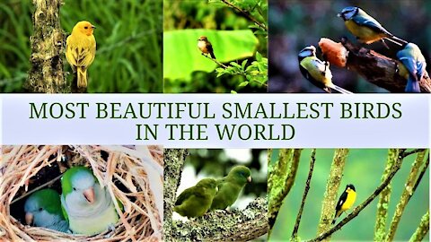 The World Most Beautiful Smallest Birds With Bird Singing & Calm Music