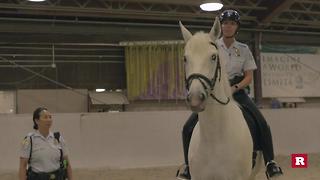 Behind-the-scene police horse training | Rare Animals