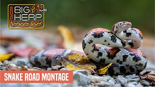 Snake Road Montage | Milksnake & More!