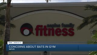 Bats prompt health alert at Naples gym