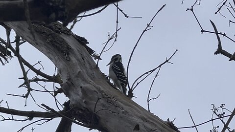 Hairy Wood Pecker