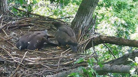 Hays Eagles Hey those are my feathers! H19 taking a break, H20 wants to play! 07-08-2023 15:09