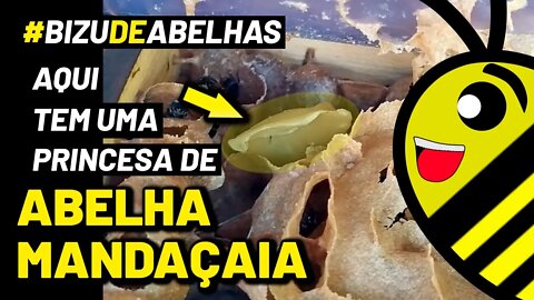 Abelha Mandaçaia Mqq | Achei uma princesa fora da caixa e coloquei em uma divisão #shorts