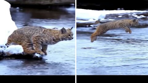 Amazing Wild Cat jump Like Olympic champions Video Compilation