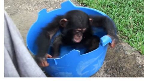 Cutest, cuddliest baby Chimpanzees