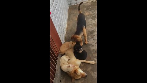 dog father wants to play with his child