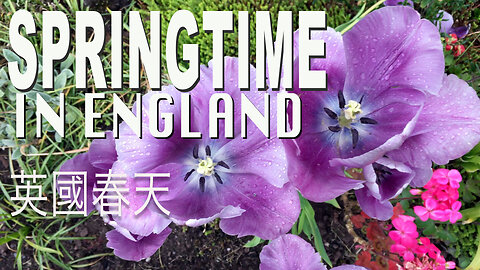 Springtime in England 英國春天 bulbs, scrubs & trees coming to life in English countryside