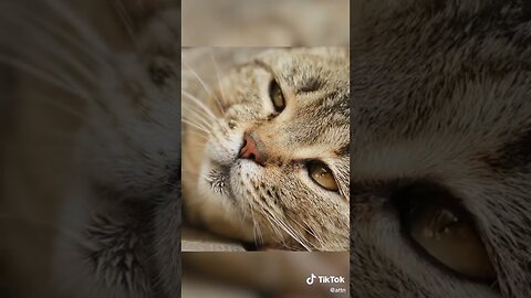 Ways To Make A Cat Like You