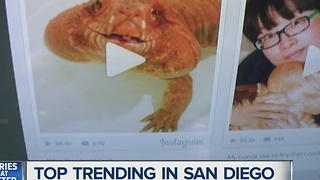 San Diegan couple's pet lizard is a viral sensation