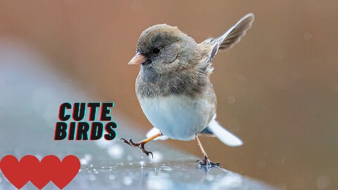 Cute Birds beautiful videos Compilation | cute moments of the birds #cute #birds #pets
