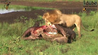 Male Lion Approaches His Meal Of A Buffalo