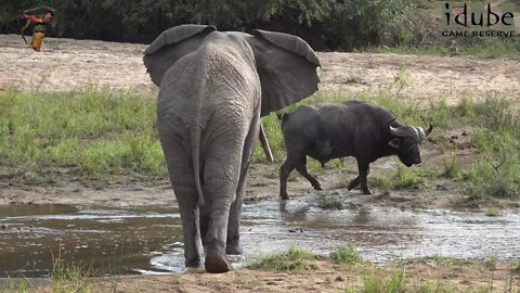 Elephants Wrestle, Drink, & Chase Buffalo | Iconic Africa