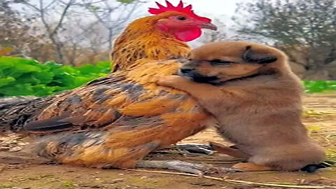 "Friendship: Puppy and Chicken | Watch Now!"