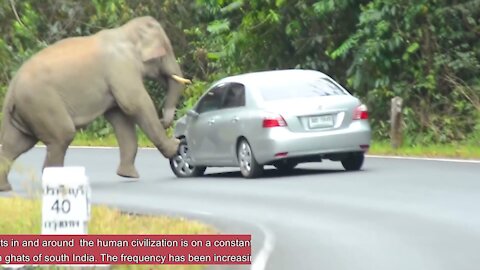 Angery elephant destroying every vichels!!!you just thrilled to watching it!!!