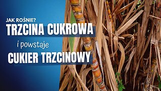 Jak rośnie trzcina cukrowa?⏐Produkcja cukru trzcinowego⏐Wyciskanie soku⏐KOLUMBIA🇨🇴 w 2023