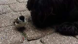 Dog and bird share incredibly unique friendship