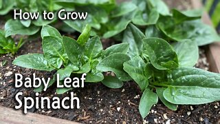 How to Grow Baby Leaf Spinach from Seed | Easy Planting Guide