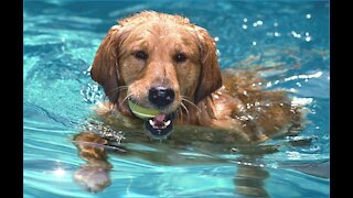 the swimming dog