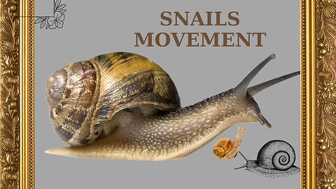 SNAILS MOVEMENT