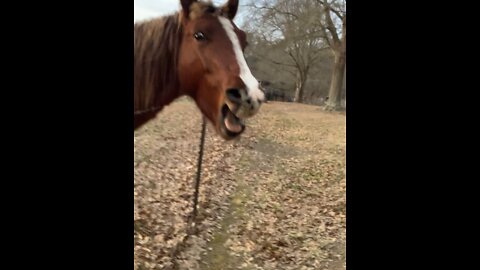 Colt says good morning with big yawns