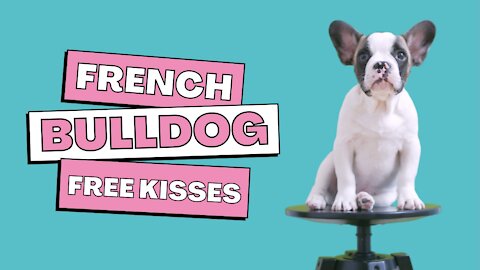 French Bulldog, Free Kisses (Cute Dog)