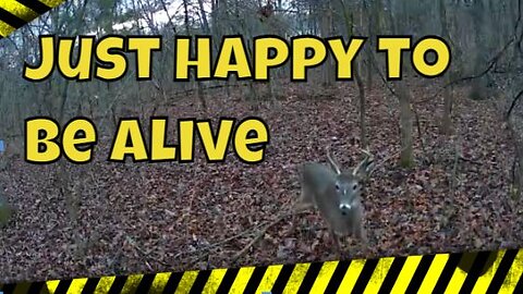 Trail Cam Footage of Buck Walking in the Woods #trailcam #trailcamera #trailcams