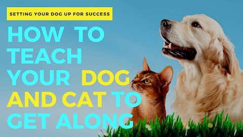 How to Teach Your Dog and Cat to Get Along