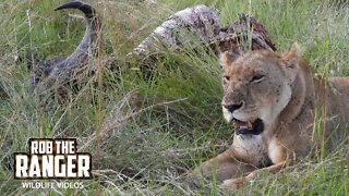 Lions And Vultures Chilling AfterA Buffalo Feast | Maasai Mara Safari | Zebra Plains