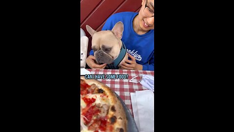 My Dog Wants A Cheese Pizza | Mochi The French Bulldog