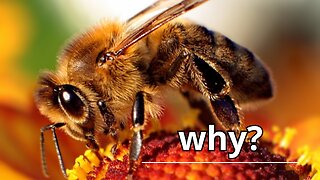 why bees are so important
