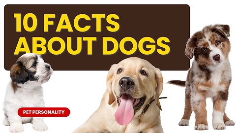 10 facts About Dogs 🐕