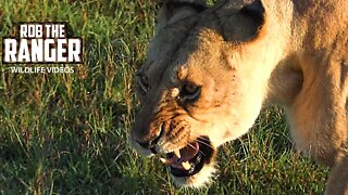 Overprotective Lioness With Small Cubs | Maasai Mara Safari | Zebra Plains