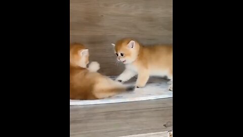 cute kittens