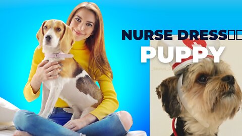 Cute puppy with nurse dress😘