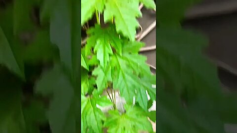 #kitchengarden #subscribe #nature #foodvideos #support #10ksubscribers #mint #bittergourd #shorts