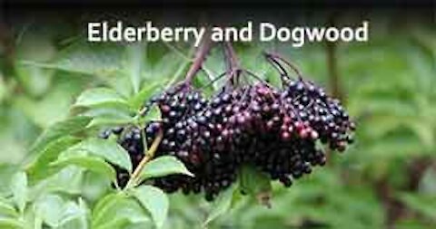 PFTTOT Part 152 Elderberry and Dogwood