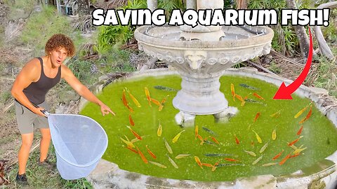 Saving Colorful AQUARIUM FISH From ABANDONED Fountain POND!