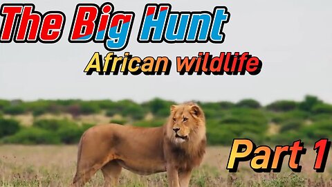 African Wildlife Big Hunt- MASAI MARA NATIONAL RESERVE KENYA- Real Sounds of Africa Nature Relaxing
